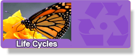 Life Cycles Button Updated
