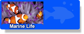 Marine Life Button Updated